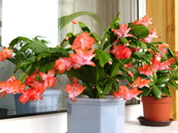 Какое комнатное растение цветет именно зимой