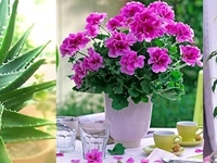 4 комнатных растения, которые должны быть в каждой квартире