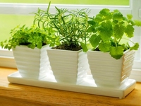 Комнатные растения и цветы: Уход в январе