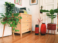 Комнатные растения по фэн-шуй: Значения больше 50 видов