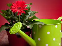 Как напоить цветы, когда ты в отъезде