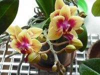 Как заставить цвести орхидею