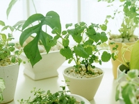 10 законов выращивания комнатных растений