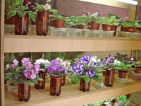 6 основных болезней фиалок