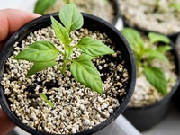 Лунный календарь цветовода