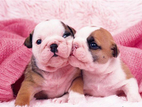 Любовь в картинках: С Днем Влюбленных