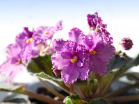 Как обеспечить цветение фиалок 10 месяцев в году