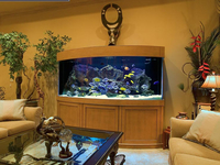 Аквариум в квартире по фэн-шуй: Зачем он нужен