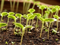 Какие цветы нужно сеять в феврале-марте