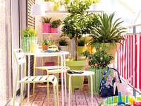 Когда переносить комнатные растения на балкон