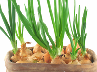 Выращиваем зеленый лук на подоконнике за короткий срок