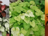 ТОП-15 растений для темных помещений