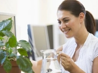 Как ухаживать за листьями комнатных растений