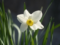 Нарцисс: Как и сколько времени растет+мастер-класс