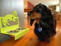 Три нужные вещи для питомцев в квартире (ВИДЕО)