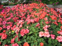 7 растений для выращивания на балконе+секреты по уходу