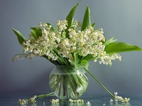 Майский ландыш: Где поставить, как продлить срок жизни