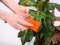 Как правильно мыть комнатные растения