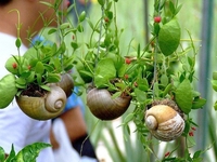 Комнатные растения в подвесных кашпо: 7 советов по уходу