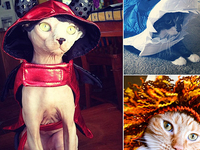 Веселого Хэллоуина: Кошки в праздничных костюмах