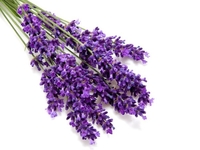 Лаванда: Применение в кулинарии