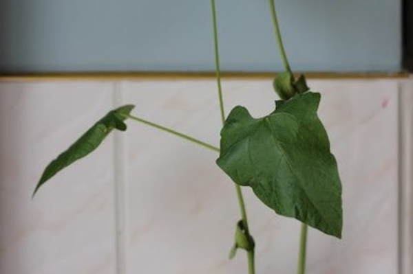 vk.com/detidoma