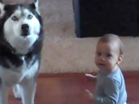 На собачьем языке: Хаски общается с малышом (ВИДЕО)
