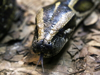 Кобры охраняют сон ребенка