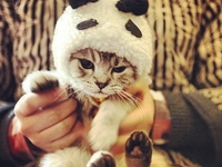 Фотоподборка милых животных из Instagram: ТОП-50