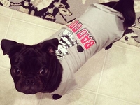 Домашние любимцы в теплой одежде: ТОП-25 фото