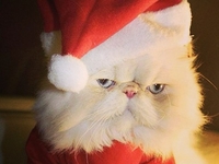 Новогоднее настроение: ТОП-15 фото нарядных питомцев