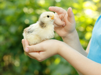 Детские стихи про птиц