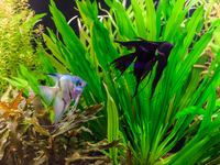 Как ухаживать за рыбками