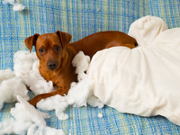 Что делать, если собака портит вещи