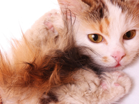 У кота слезятся глаза: что предпринять?