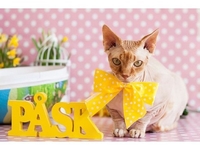 Пасхальная тема: ТОП-22 фото домашних любимцев