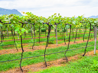 Как посадить виноград