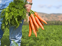 Как посадить морковь