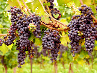 Как ухаживать за виноградом