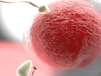 Как происходит зачатие ребенка