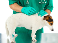 Как часто показывать животное ветеринару?