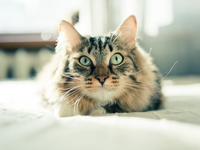 Почему кошки мурлыкают