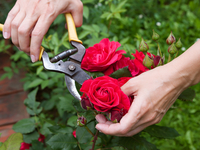 Как выращивать садовые розы