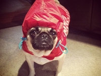 Животные и дождь: ТОП-10 фото