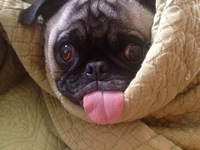 Эти забавные животные: ТОП-20 фото