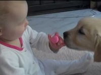 Приятно познакомиться: Первая встреча малыша с щенком