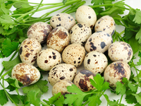 Чем полезны перепелиные яйца