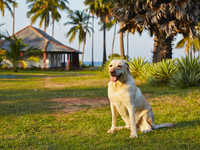 Какая собака подойдет для загородного дома