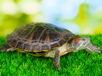 Чем кормить черепаху