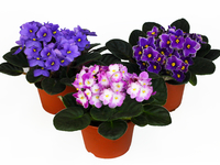 Как ухаживать за комнатными фиалками?